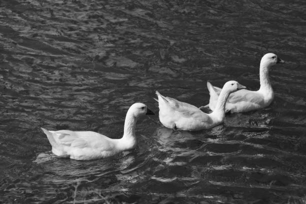 istock White geese floating on the river 1181679950