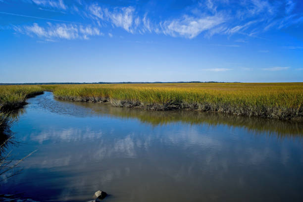 Saltmarsh along the Delaware coast in USA in late afternoon sun. Saltmarsh along the Delaware coast in USA in late afternoon sun. Also known as a coastal salt marsh or tidal marsh it is located between land and brackish water that is regularly flooded by the tides. estuary stock pictures, royalty-free photos & images