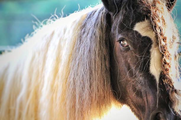 istock Horse at the fair 1181680293