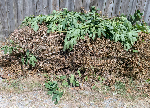 Piled yard waste of dead brown twigs and plants and newly clipped fig tree branches.