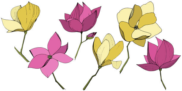 wektor magnolia przednie kwiaty botaniczne. fioletowa i żółta grawerowana sztuka atramentu. izolowany element ilustracji magnolii. - lace pink white black stock illustrations