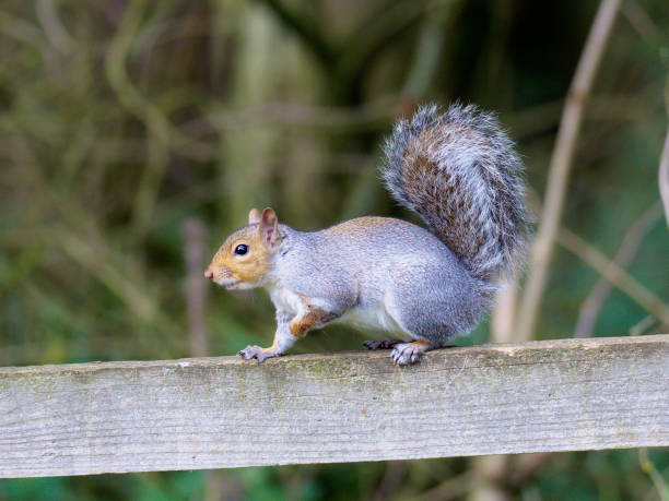 istock A Grey Squirrel rests on a fence rail 1181682662