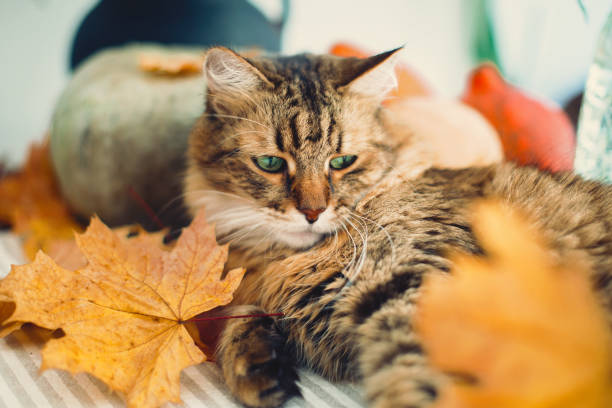 istock Cute tabby cat playing with autumn leaves, lying on rustic table with pumpkins. Thanksgiving or Halloween concept. Maine coon with green eyes and funny emotions playing with yellow leaves 1181682768