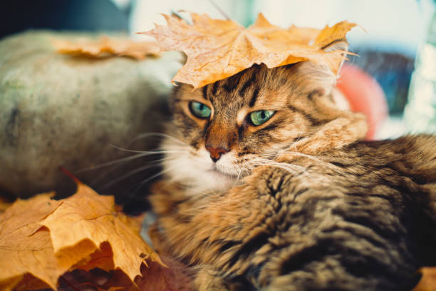 istock Cute tabby cat playing with autumn leaves, lying on rustic table with pumpkins. Thanksgiving or Halloween concept. Maine coon with green eyes and funny emotions playing with yellow leaves 1181682849