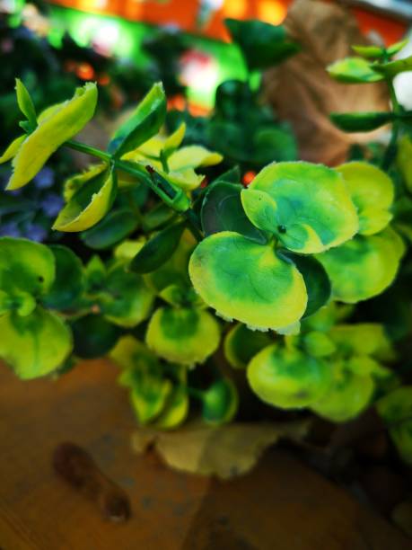 istock Yellow-green plant 1181682856