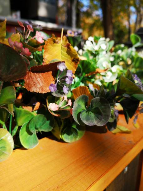 istock Autumn leaves and color plants 1181682894