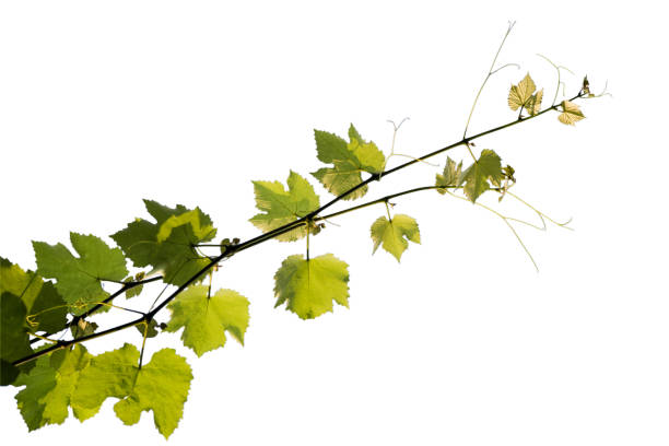 istock The texture of a grape vine isolated on a white background 1181682988