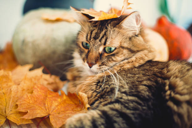 istock Cute tabby cat playing with autumn leaves, lying on rustic table with pumpkins. Thanksgiving or Halloween concept. Maine coon with green eyes and funny emotions playing with yellow leaves 1181683031
