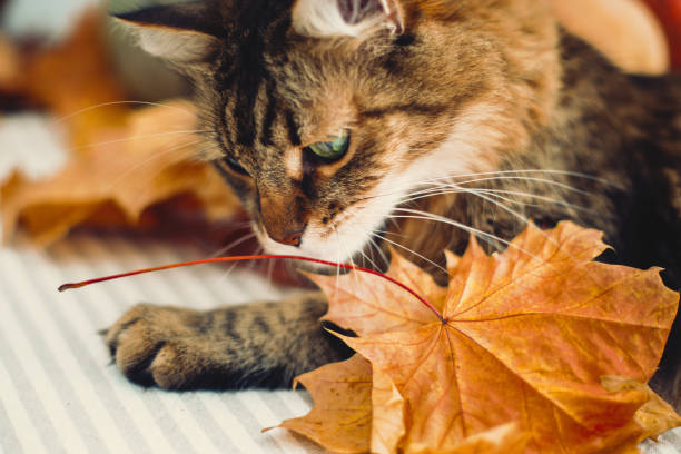 istock Cute Maine coon cat playing with autumn leaves, lying on rustic table with pumpkins. Thanksgiving or Halloween concept. Adorable tabby cat with green eyes and funny emotions in yellow leaves 1181683453