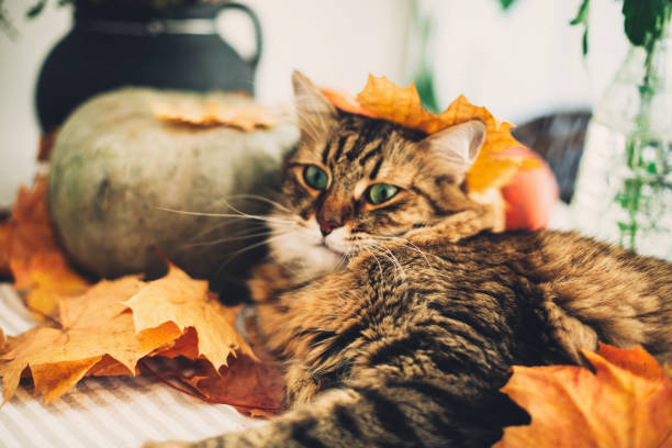 istock Cute Maine coon cat playing with autumn leaves, lying on rustic table with pumpkins. Thanksgiving or Halloween concept. Adorable tabby cat with green eyes and funny emotions in yellow leaves 1181683589