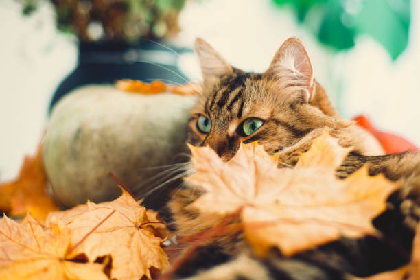 istock Cute Maine coon cat playing with autumn leaves, lying on rustic table with pumpkins. Thanksgiving or Halloween concept. Adorable tabby cat with green eyes and funny emotions in yellow leaves 1181684223