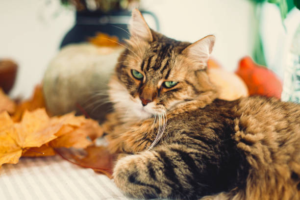 istock Cute tabby cat with angry look lying on rustic table with autumn leaves and pumpkins. Thanksgiving or Halloween concept. Maine coon with green eyes playing with yellow leaves. 1181684285