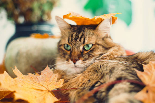 istock Cute tabby cat playing with autumn leaves, lying on rustic table with pumpkins. Thanksgiving or Halloween concept. Maine coon with green eyes and funny emotions playing with yellow leaves 1181684442