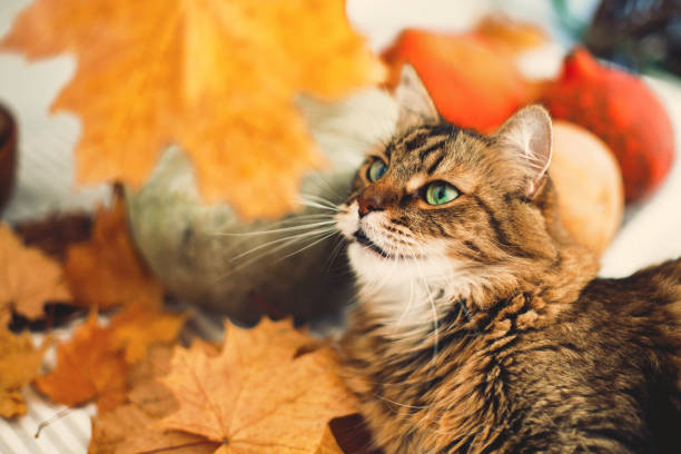 istock Maine coon with green eyes playing with yellow leaves. Cute tabby cat lying on rustic table with autumn leaves and pumpkins. Thanksgiving or Halloween concept.  Pet and holidays. 1181684857