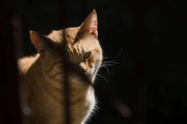Ginger tomcat with shadows is looks like a pirate cat.