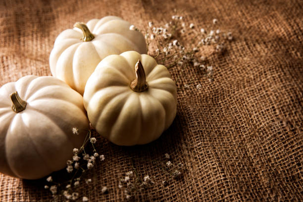 This is a close up photo of three white pumpkins on a burlap potato sack background. There is space for copy. This is a nice high key image that would work well for autumn, Thanksgiving and a holiday Halloween season in the fall.