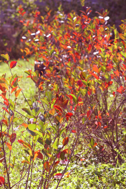 istock Plant Aronija 1181685717