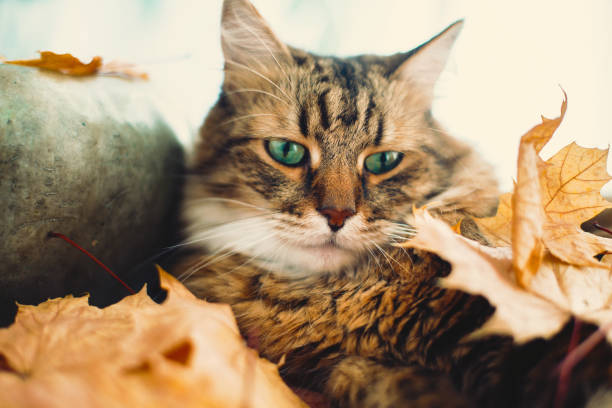 istock Cute Maine coon cat playing with autumn leaves, lying on rustic table with pumpkins. Thanksgiving or Halloween concept. Adorable tabby cat with green eyes and funny emotions in yellow leaves 1181685811