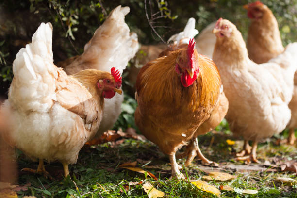 las gallinas de cervatillo domésticas con un gallo rojo pastan en el patio trasero en octubre entre las hojas caídas. agricultura ecológica. - cockerel chicken farm bird fotografías e imágenes de stock