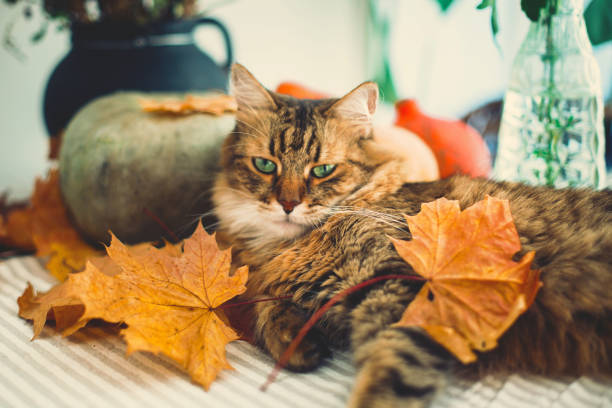 istock Angry Maine coon cat playing with autumn leaves, lying on rustic table with pumpkins. Thanksgiving or Halloween concept. Adorable tabby cat with green eyes and funny emotions in yellow leaves 1181685885