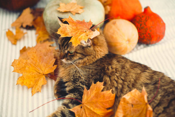 istock Cute tabby cat playing with autumn leaves, lying on rustic table with pumpkins. Thanksgiving or Halloween concept. Maine coon with green eyes and funny emotions playing with yellow leaves 1181686006