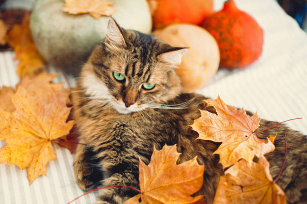 istock Angry Maine coon cat playing with autumn leaves, lying on rustic table with pumpkins. Thanksgiving or Halloween concept. Adorable tabby cat with green eyes and funny emotions in yellow leaves 1181686046