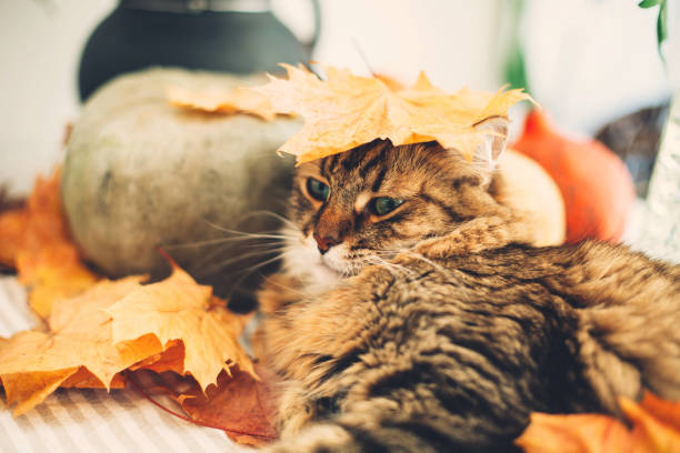 istock Cute tabby cat playing with autumn leaves, lying on rustic table with pumpkins. Thanksgiving or Halloween concept. Maine coon with green eyes and funny emotions playing with yellow leaves 1181686134