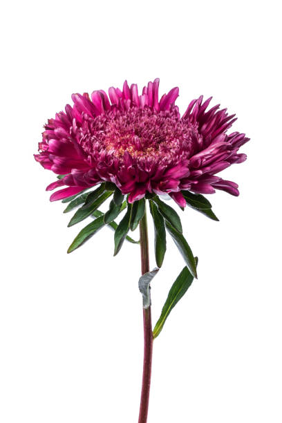 istock purple chinese aster isolated 1181686302