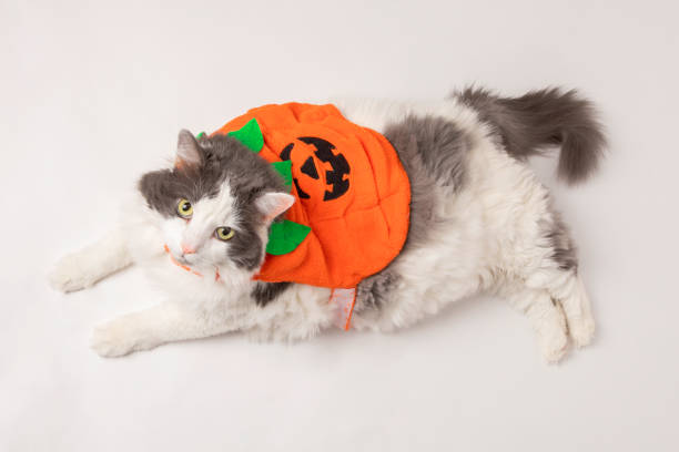 istock Big Kitty in Pumpkin Costume 1181686675