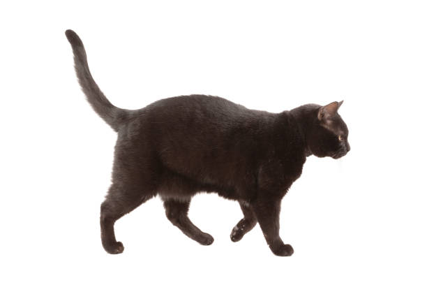 istock Side View of a Black Cat Walking 1181686684