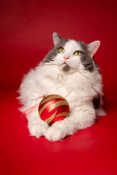 istock Kitty Christmas Portrait 1181687398
