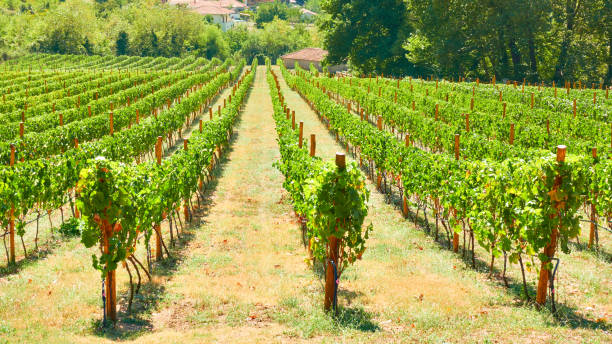 istock Vineyard in Thessaly on summer sunny day 1181688024