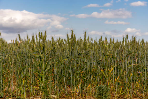 istock Green wheat on a sunny day with white clouds. 1181688921