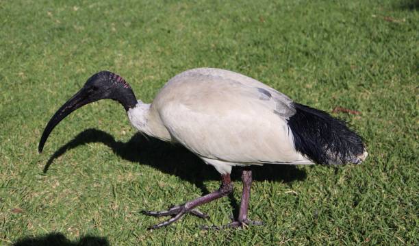 istock Bird in a Sydney Park 1181690744