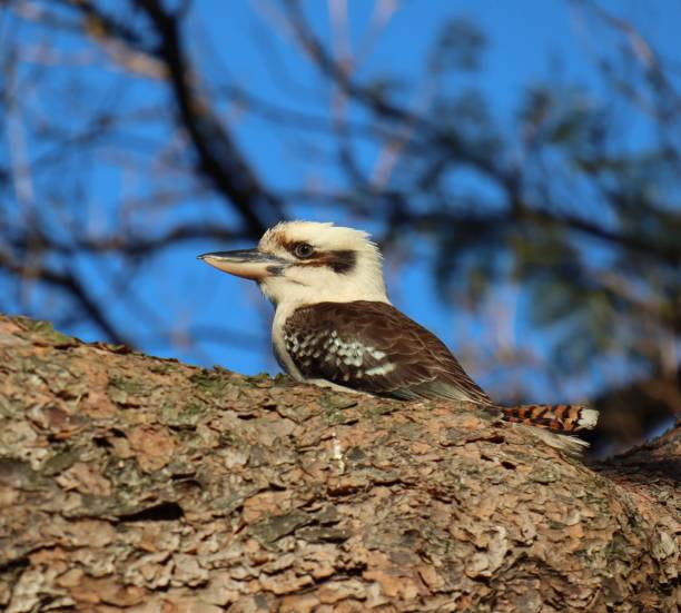 istock Bird in a Sydney Park 1181690979