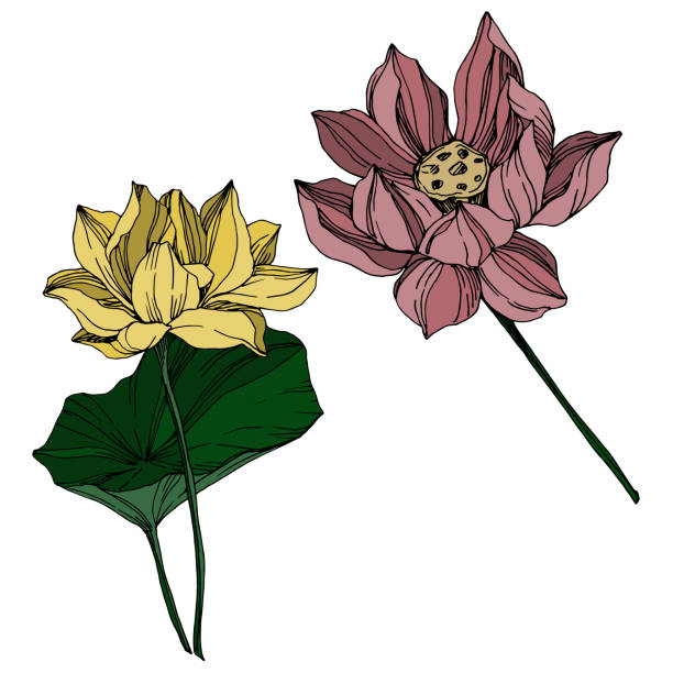 wektor lotus kwiatowe kwiaty botaniczne. czarno-biała grawerowana sztuka atramentowa. izolowany element ilustracji lotosu. - lace pink white black stock illustrations