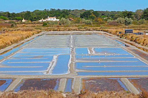 Salt marshes on the island of Noirmoutier, in the west of France, on the Atlantic coast.