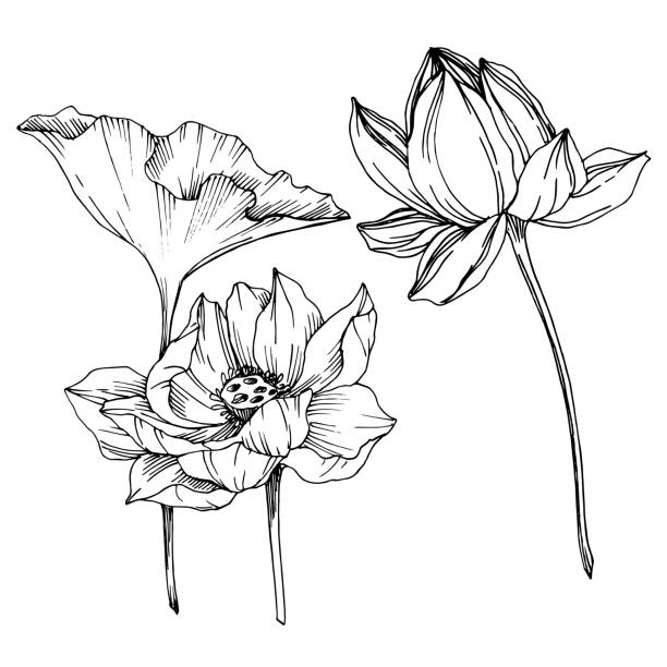 ilustrações, clipart, desenhos animados e ícones de flores botânicas florais dos lótus do vetor. arte gravada preto e branco da tinta. elemento isolado da ilustração dos lótus. - lotus position