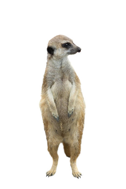 istock meerkat isolated on a white 1181693175
