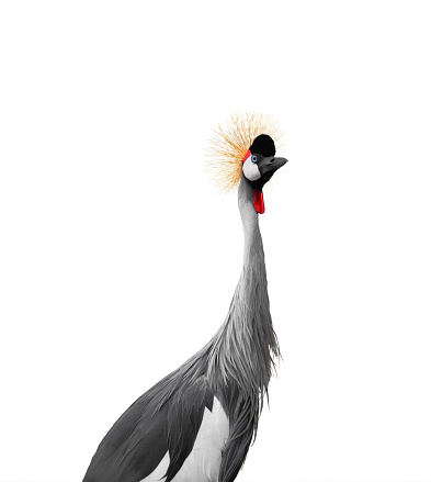 portrait Crowned Crane isolated on a white background