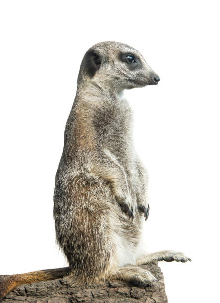 istock meerkat isolated on a white 1181693181
