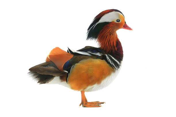 istock Mandarin duck isolated on white 1181693188