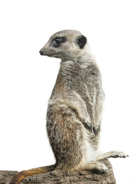 istock meerkat isolated on a white 1181693195