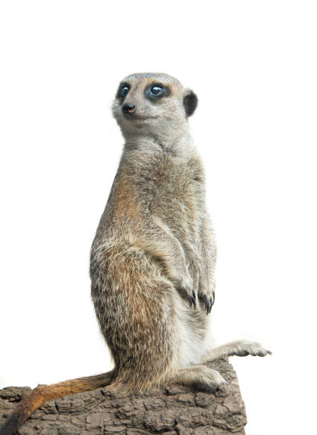 istock meerkat isolated on a white 1181693199
