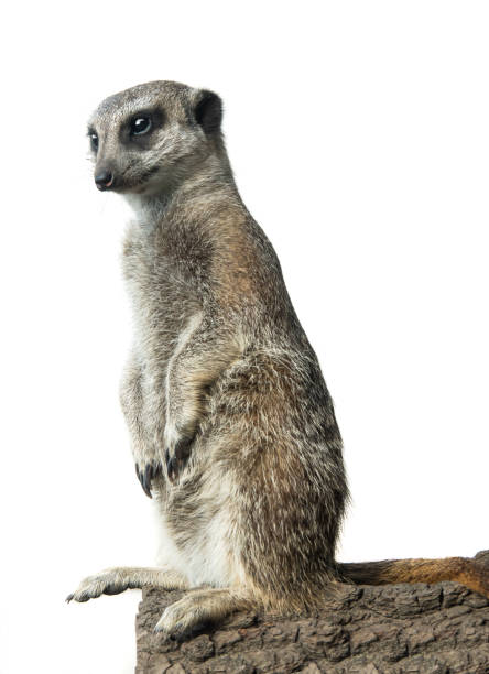istock meerkat isolated on a white 1181693719