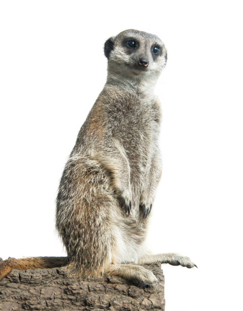 istock meerkat isolated on a white 1181693748
