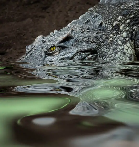 crocodile descends into the water for its prey
