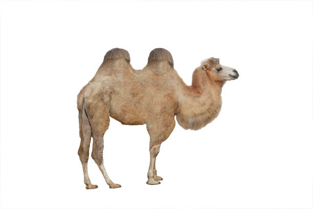 chameau isolé sur le blanc - two humped camel photos et images de collection