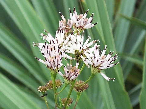 Feay's Palafox Wildflower