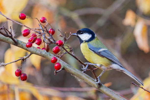 istock great tit sits on a branch with red berries 1181694179